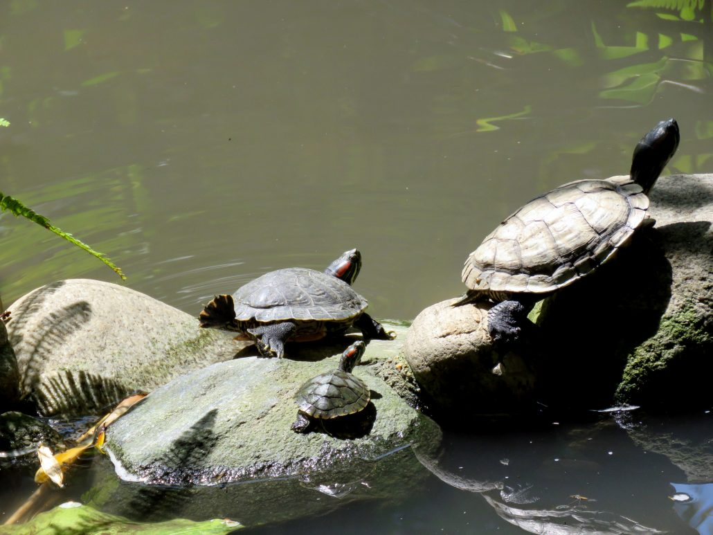 Turtles are one of the many animals that reside in the garden.